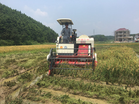 Machines de cartel de réservoir de grain de riz de cultures de MOISSONNEUSE de CARTEL de la VOIE 102hp de RL 65hp 80hp 100hp) FABRIQUÉES EN CHINE