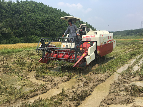 Machines de cartel de réservoir de grain de riz de cultures de MOISSONNEUSE de CARTEL de la VOIE 102hp de RL 65hp 80hp 100hp) FABRIQUÉES EN CHINE